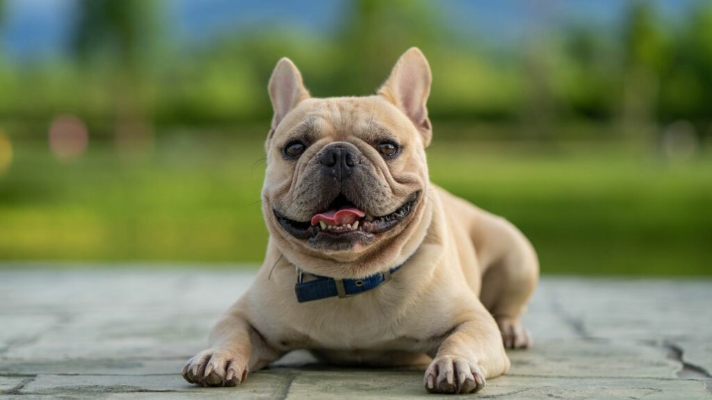 are french bulldogs high maintenance
