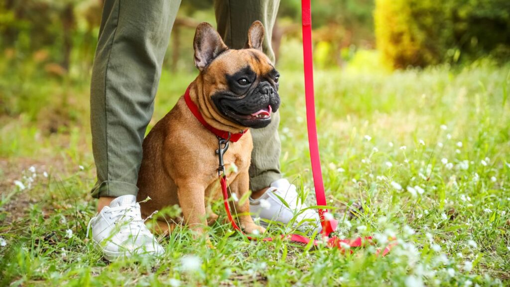 emotional support dogs