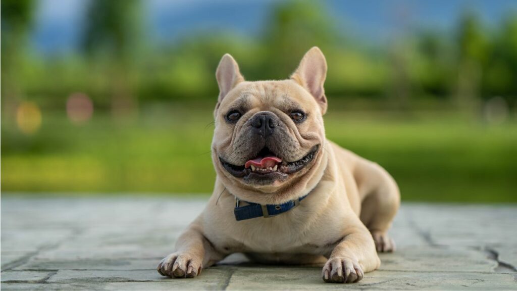 dog breeds under 40 pounds