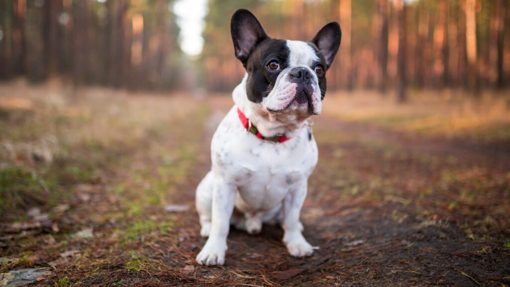 pros and cons of a french bulldog
