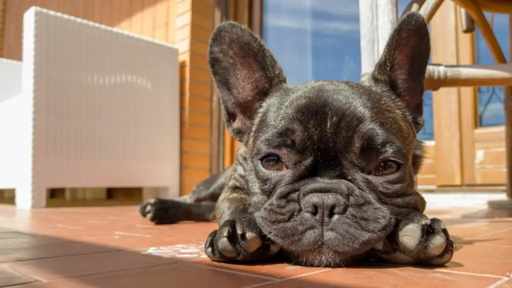 French Bulldog 5