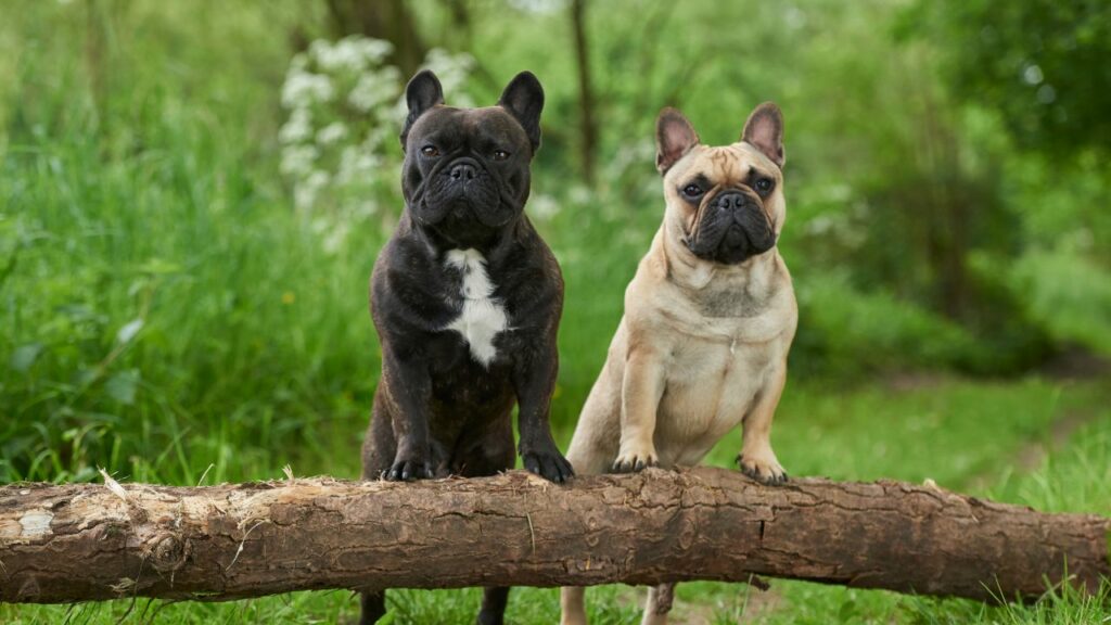 French Bulldog 8