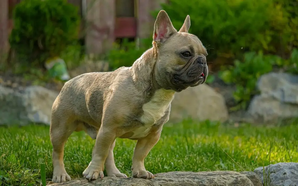 top dog breeds in USA to own