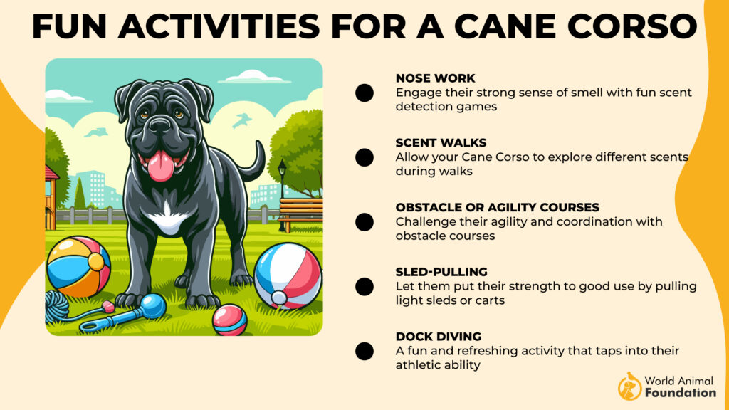 Fun Activities for a Cane Corso