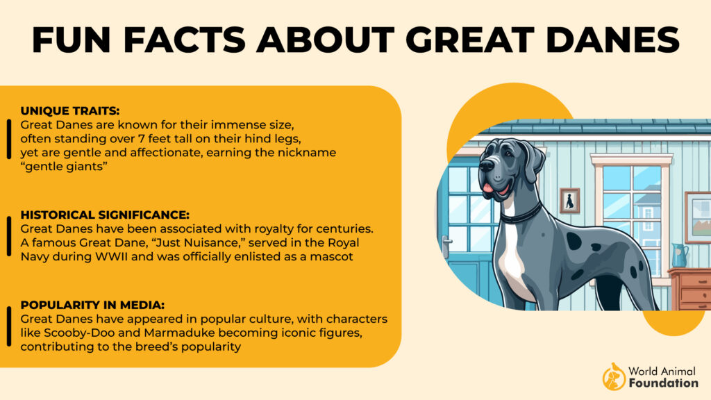 Fun Facts About Great Danes