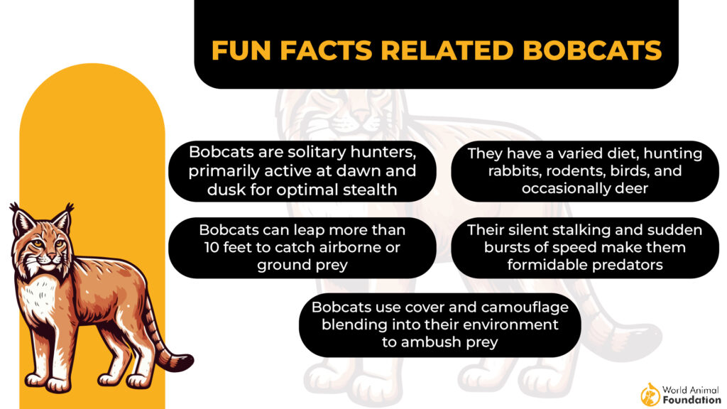 facts about bobcats