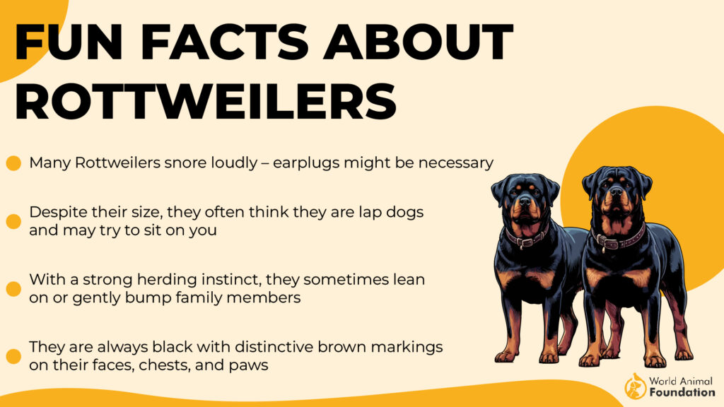 Fun Facts about Rottweilers