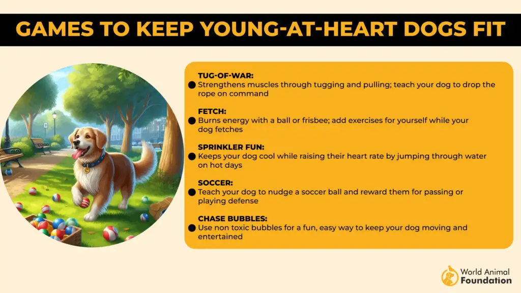 Games to Keep Young-at-Heart Dogs Fit