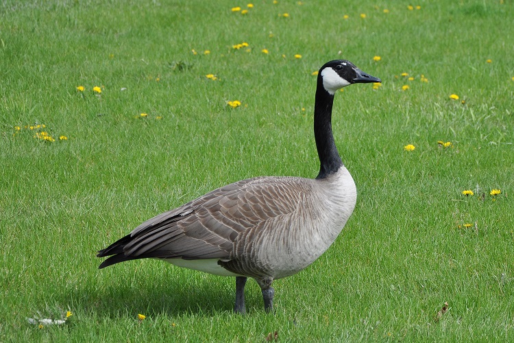 geese characteristics