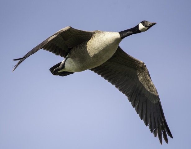 what does a goose look like