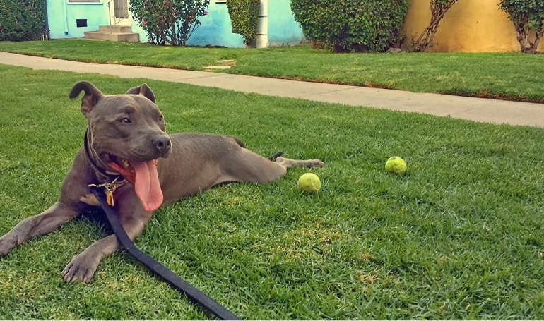 blue nose pitbull