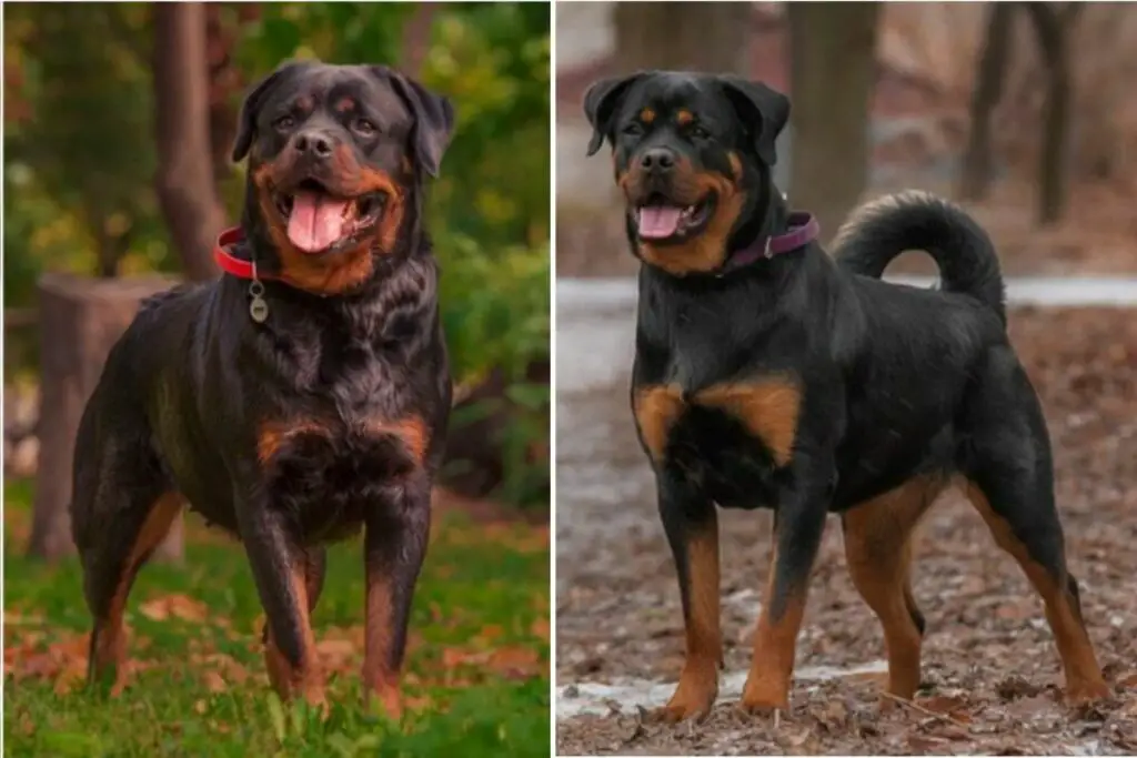 German Rottweiler vs American Rottweiler