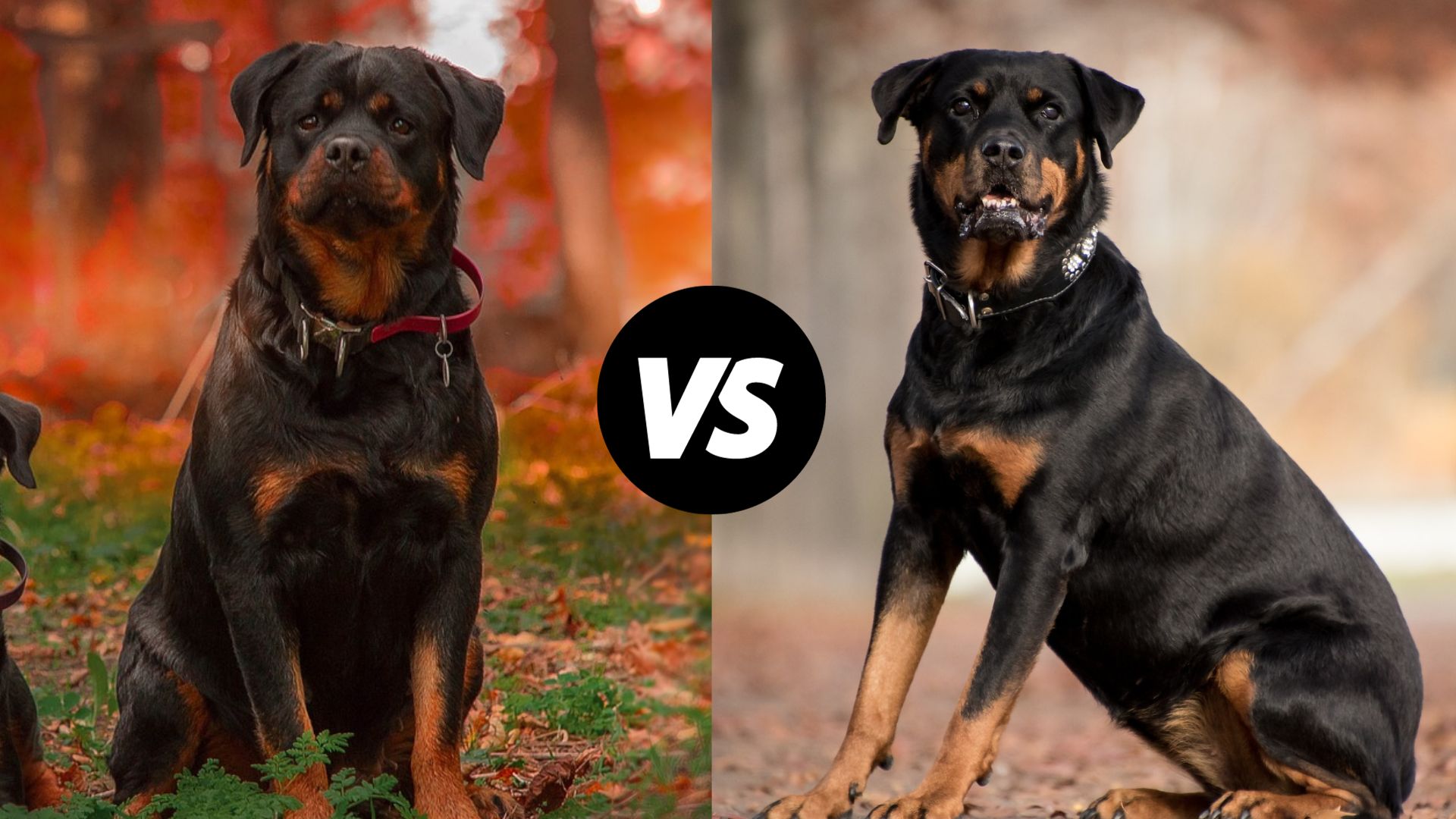 German Rottweiler vs American Rottweiler 1