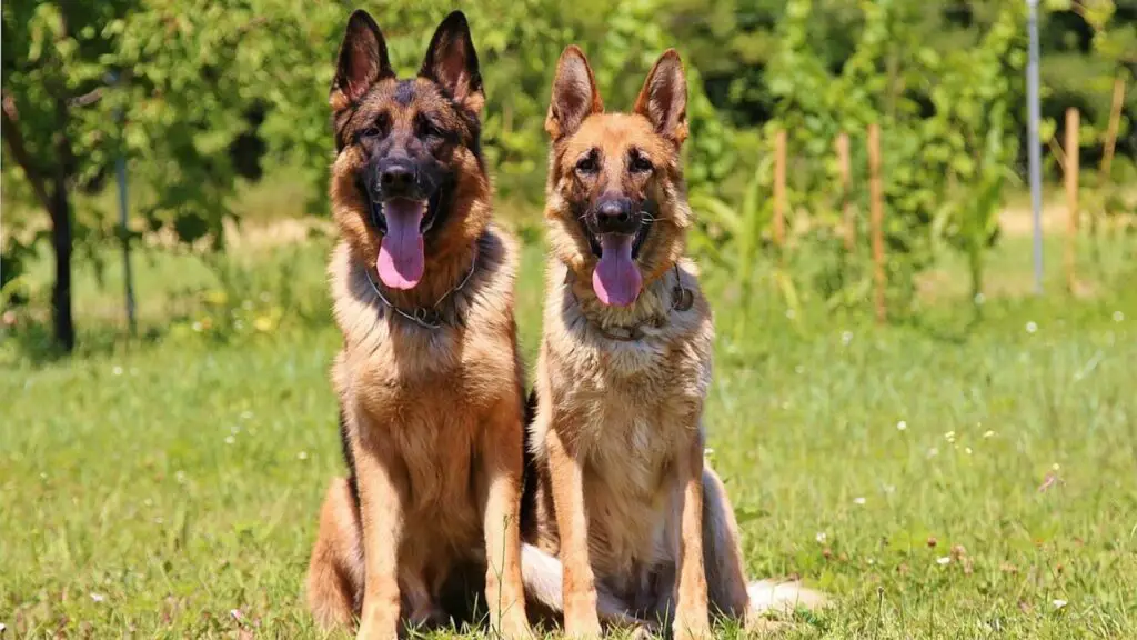 top Guard dog breeds in canada
