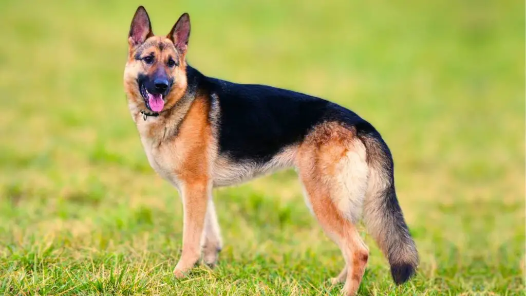 Guard Dogs that Love Children