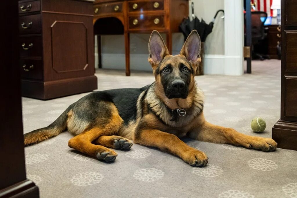 good guard dogs for apartments
