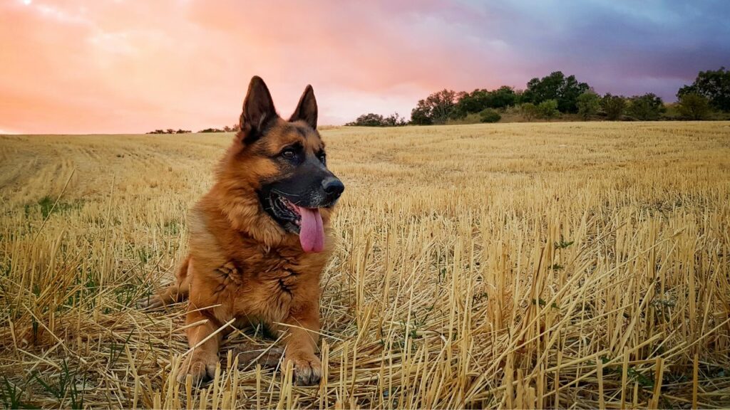 types of herding dogs