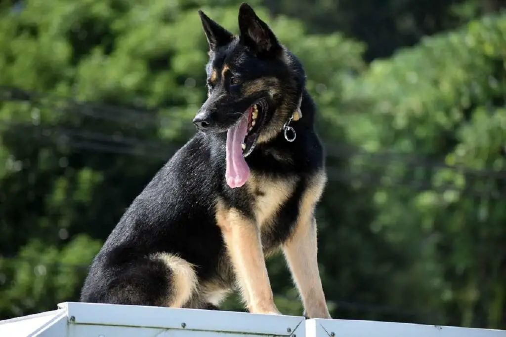 energetic guard dog breeds