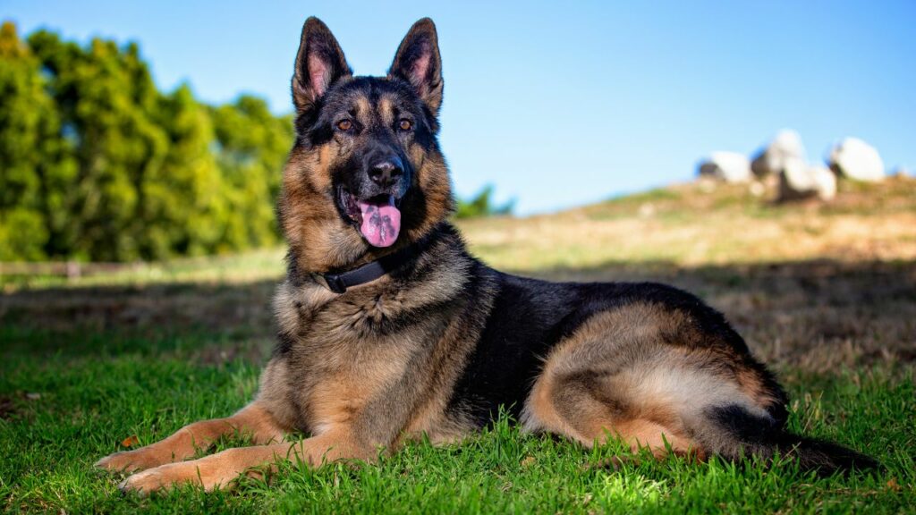 handsome dog breeds