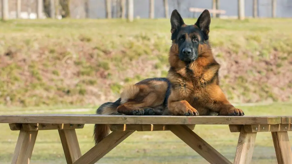 Most Wanted Guard Dog Breeds in the World