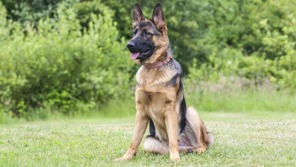 are german shepherd good For rural living