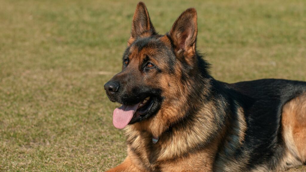 German Shepherd Dog