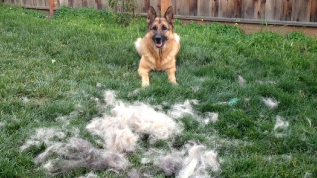 disadvantages of having a german shepherd
