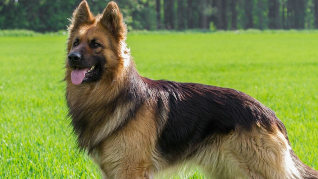 do german shepherds turn on their owners
