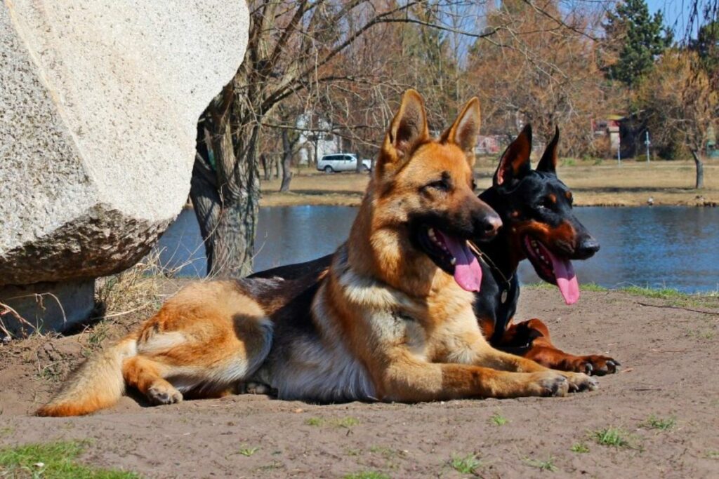 full grown german shepherd doberman mix