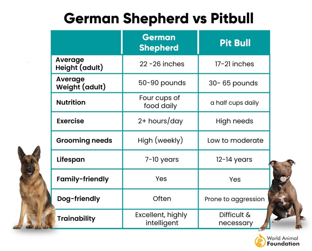 German Shepherd vs Pitbull: What’s the Difference 