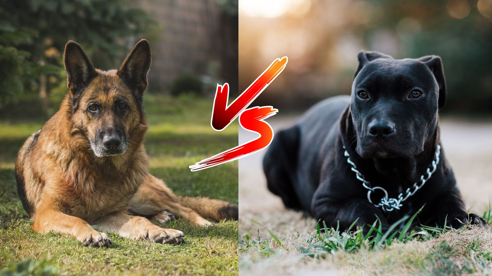 German Shepherd vs Pitbull 2