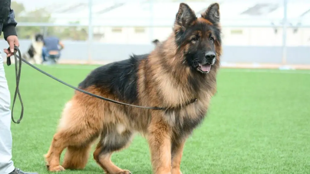 Smartest Large Guard Dog Breeds