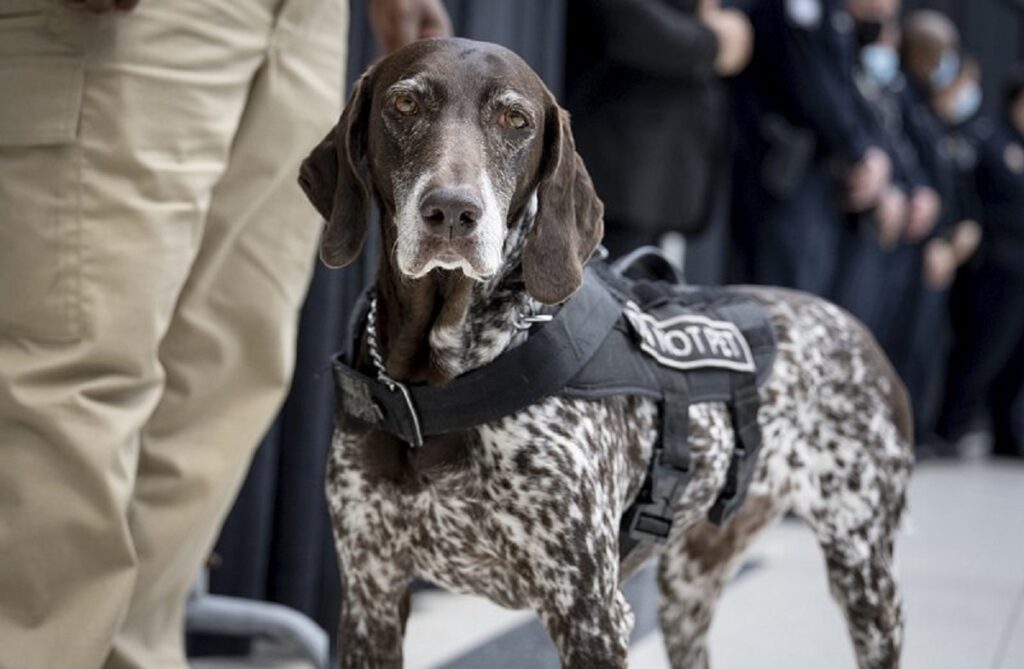 cop dogs
