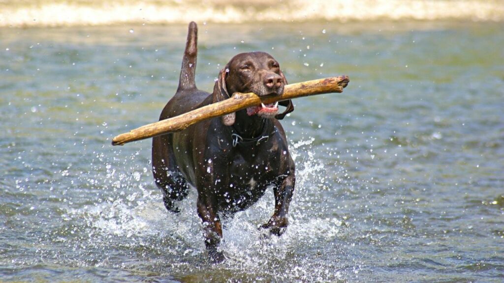 water guard dog breeds
