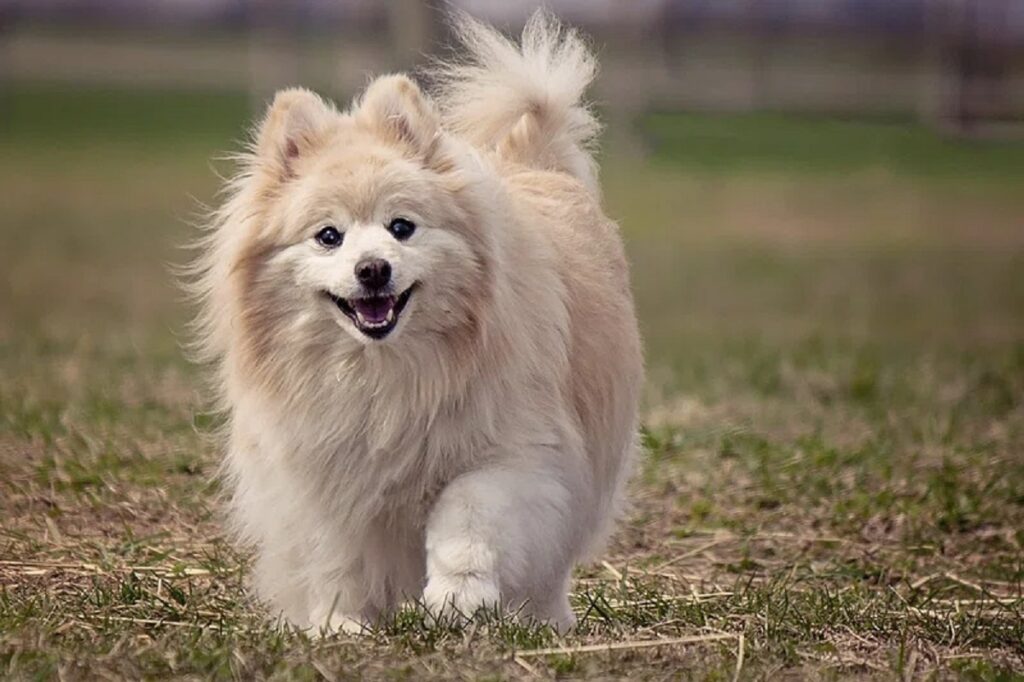 German Spitz