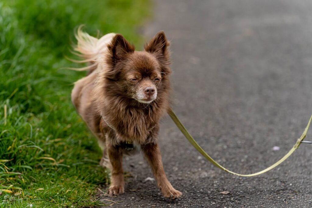 small fox-like dog
