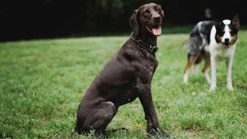 best dogs for running
