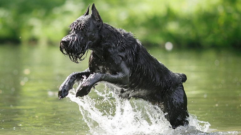 Giant Parti Schnauzer