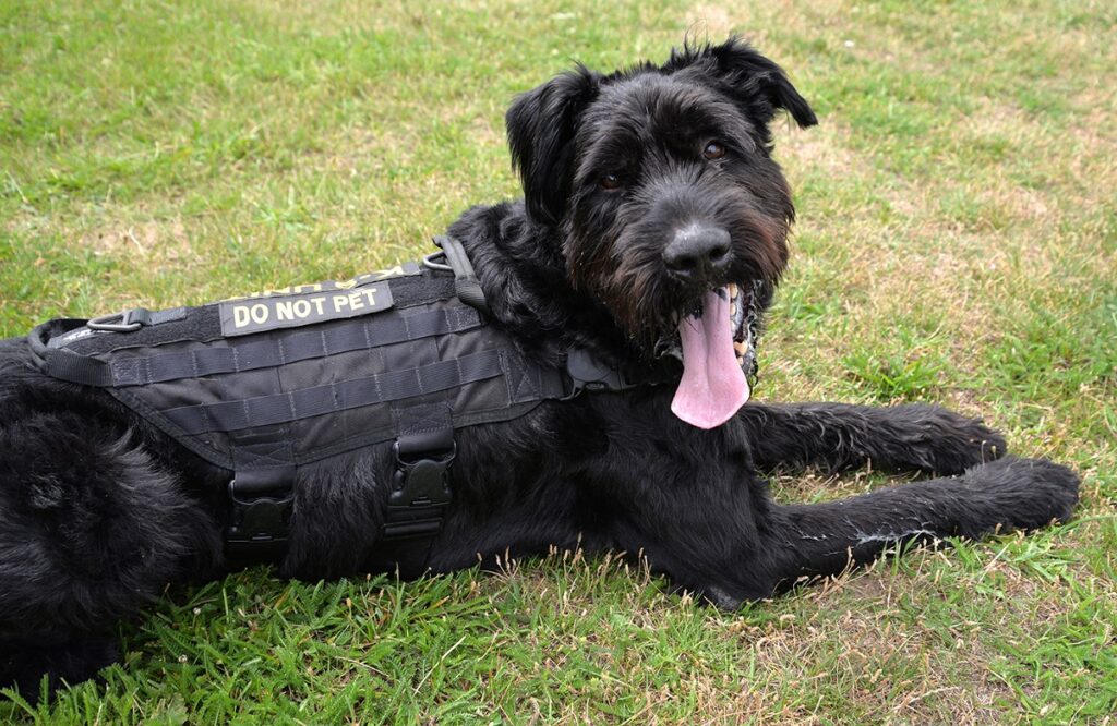 k9 breeds protecting officers