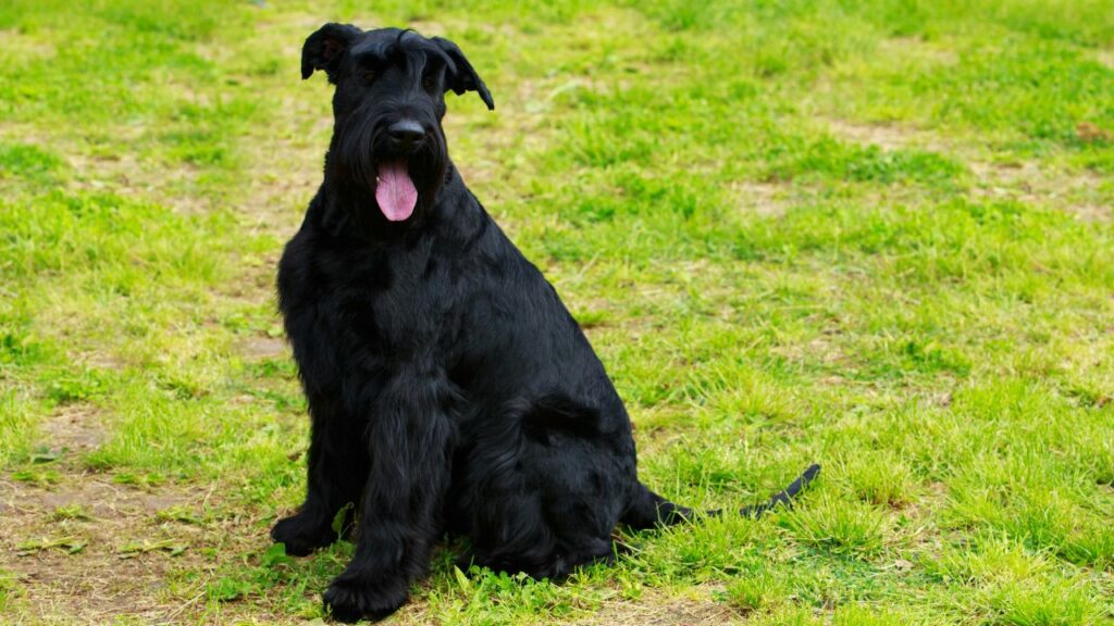 are Giant Schnauzers good guard dog