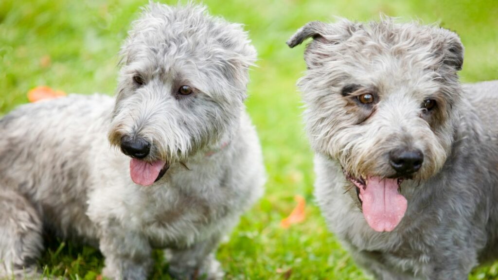 top 10 endangered dog breeds