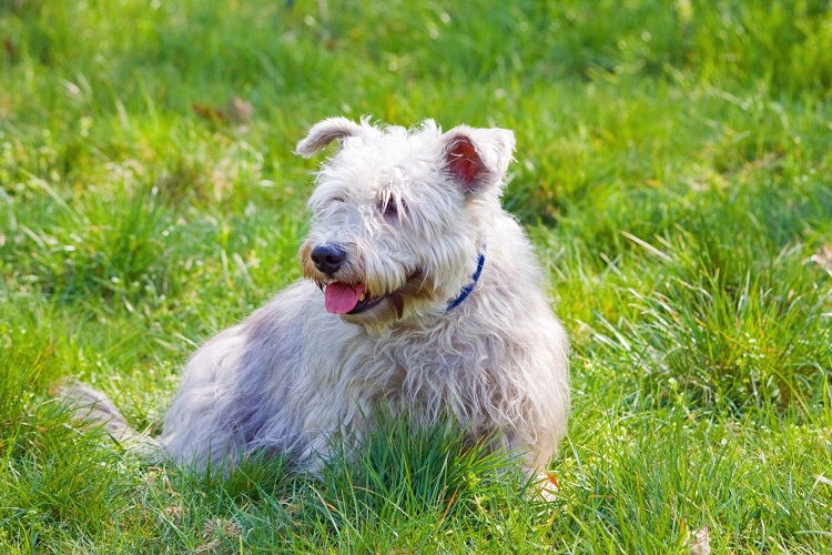 imaal terrier