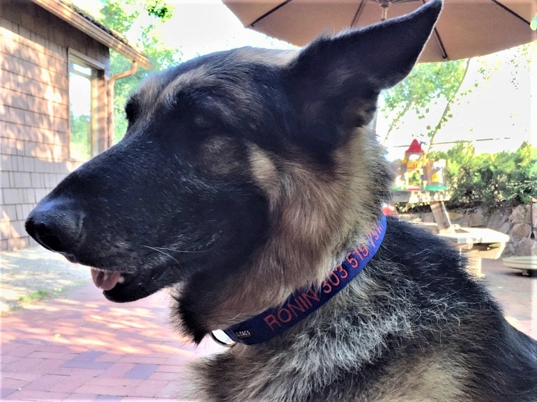 best collars for german shepherds