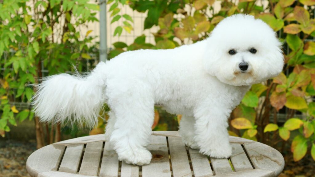 dogs with soft fur
