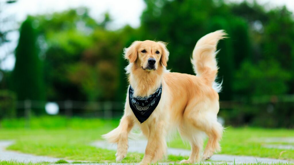 Golden Retriever 3