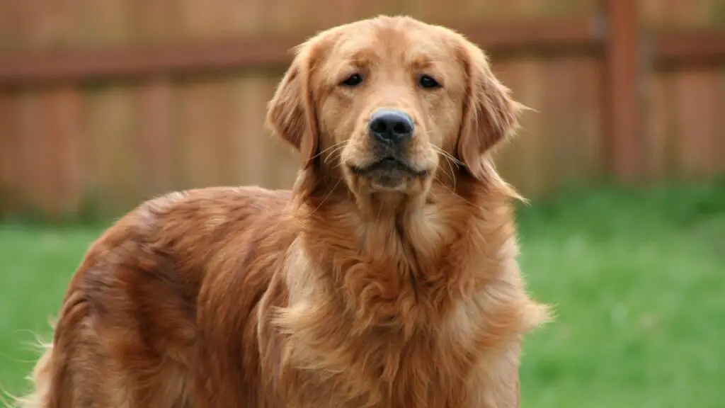 are golden retrievers sensitive
