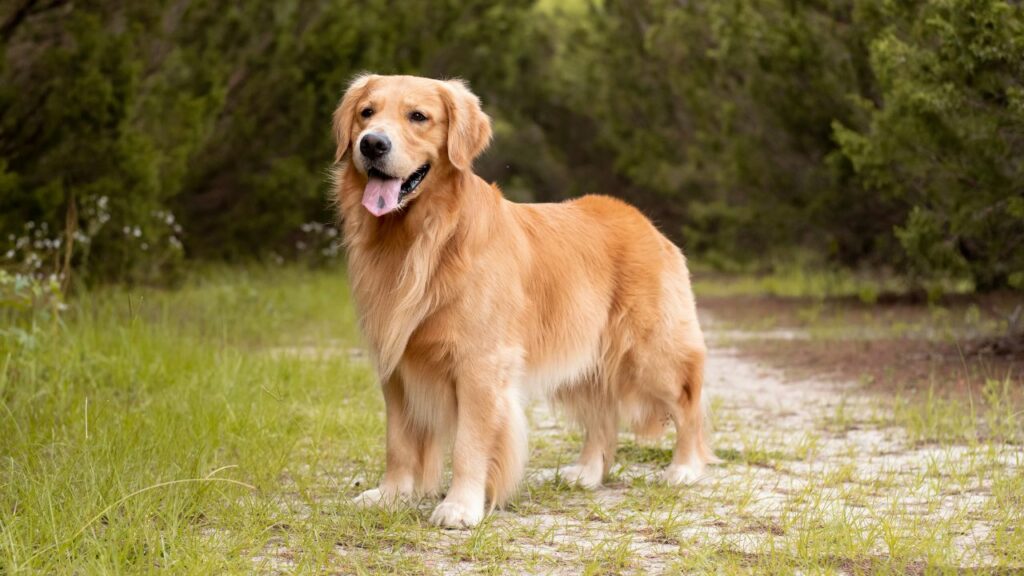 duck retrieving dogs
