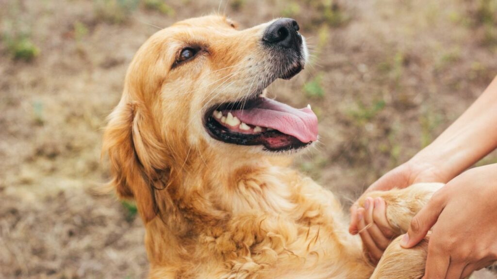 most loving dog breeds