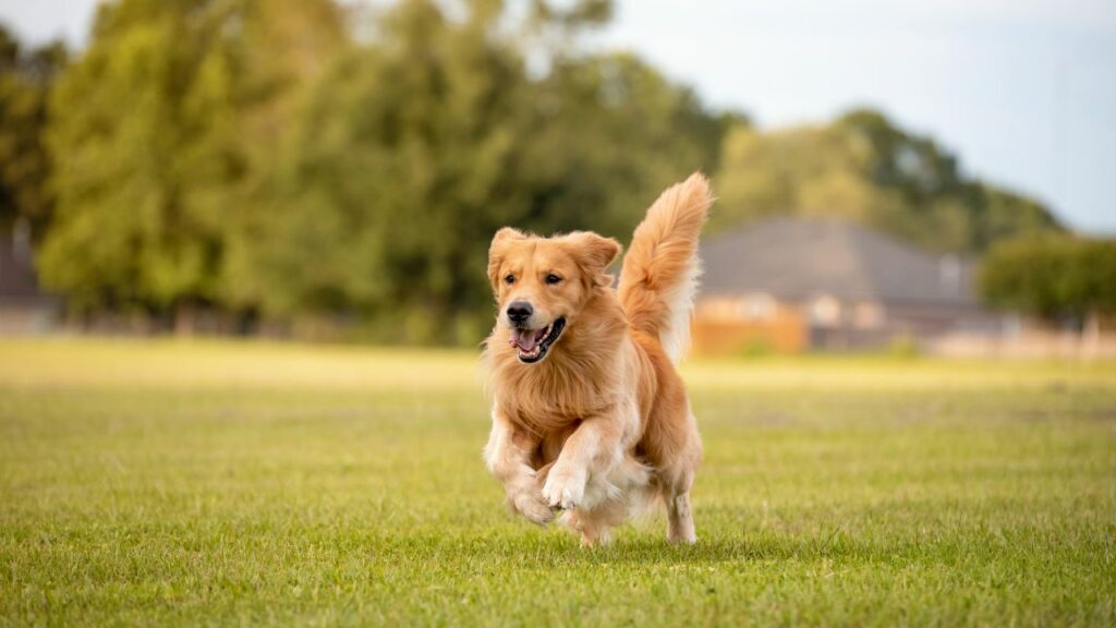 Golden Retriever temperament