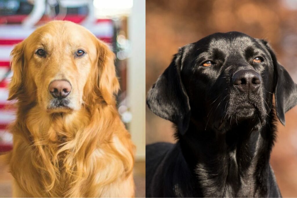 Golden Retriever vs Labrador